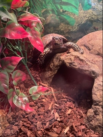 Caroline Cooper's turtle